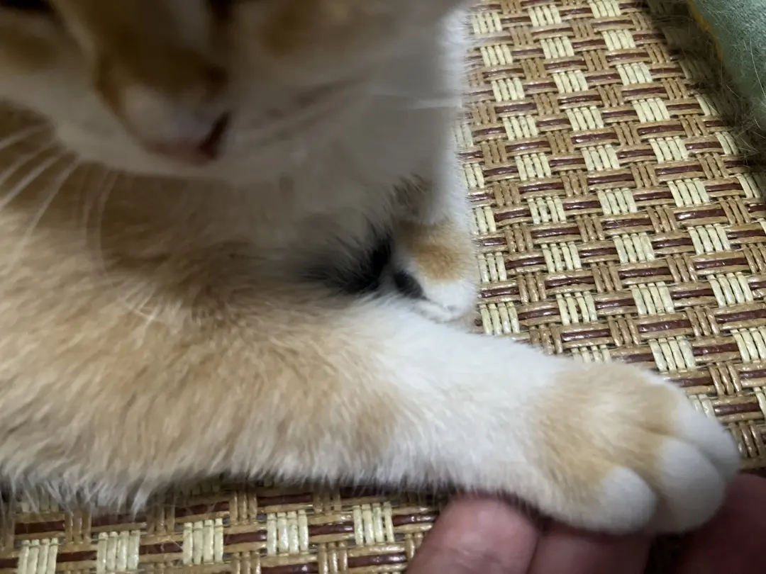 朋友家的可爱猫咪